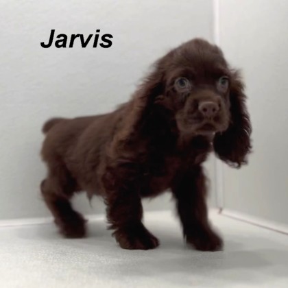 puppy, for, sale, Cocker Spaniel, Joe & Cherri  Overlease, dog, breeder, Miller, MO, dog-breeder, puppy-for-sale, forsale, nearby, find, puppyfind, locator, puppylocator, aca
